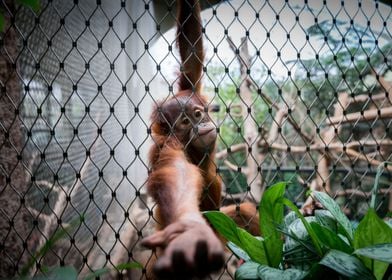 Orang Utan hinter Gitter