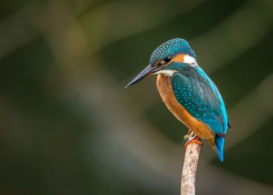 Kingfisher on a Branch