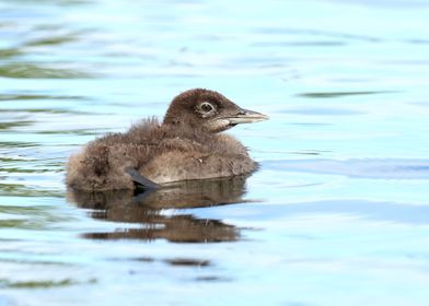 Baby loon