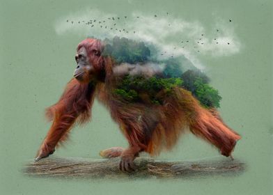 Orangutan Natural Habitat 
