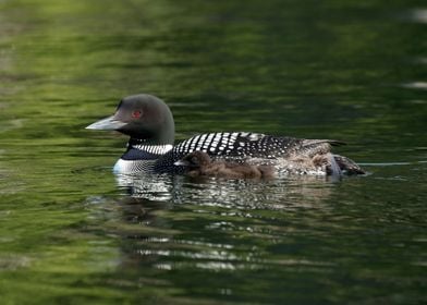 Mama and baby loon