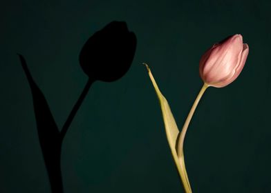 Pink tulip with shadow