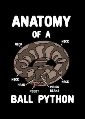 Anatomy Of A Ball Python