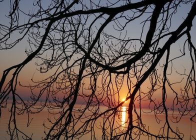 sundown tree