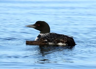 Mom and baby loon