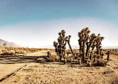 The Joshua Tree