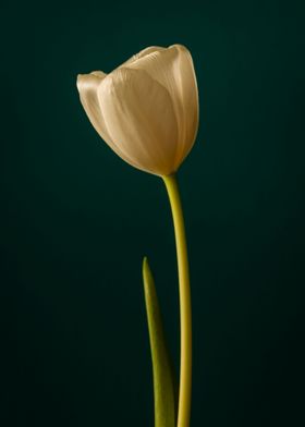 Whit tulip flower