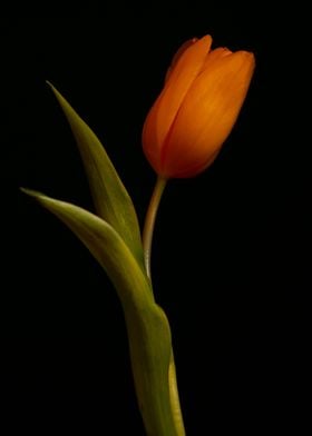 Tulip or ballet dancer