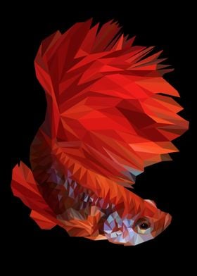 Betta fish