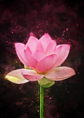 Lotus flower