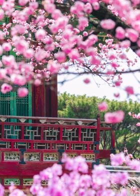 Blossom in Changdeokgung