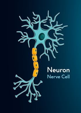 Neuron Nerve Cell