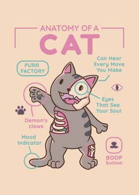 Anatomy of a cat