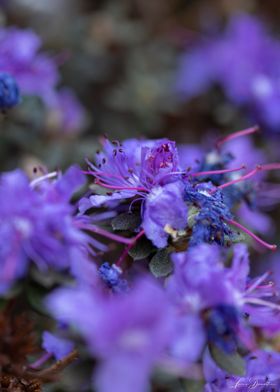 Rhododendron lapponicum