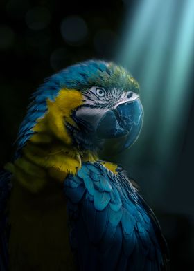 Parrot