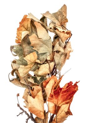 Broken Branch Dried Leaves