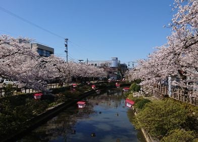 Himi river Sakura