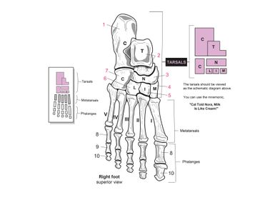 Human foot skeleton bones