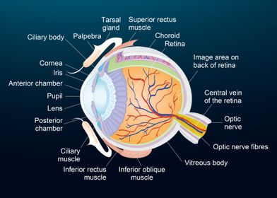 Human eye anatomy