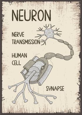 Neuron Synapse Structure