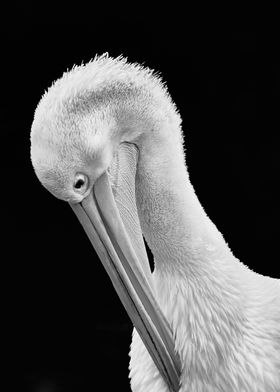 Grooming Pelican