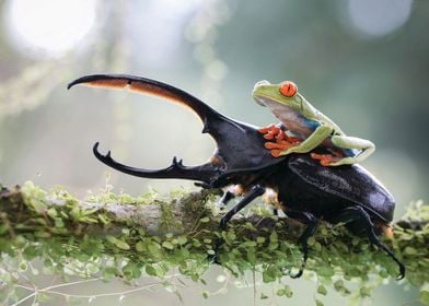 Frog Riding A Roach 