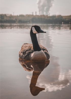 Duck in water