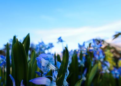 Blue flowers