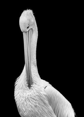 Pelican Grooming