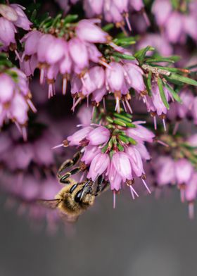 Bee on flower