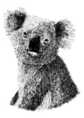 Australian Koala