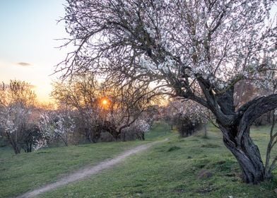 white almond spring trees 