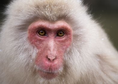 Portrait of a Snow Monkey