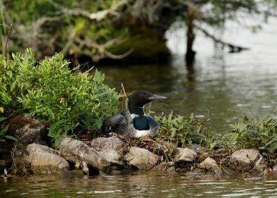 Loon on nest