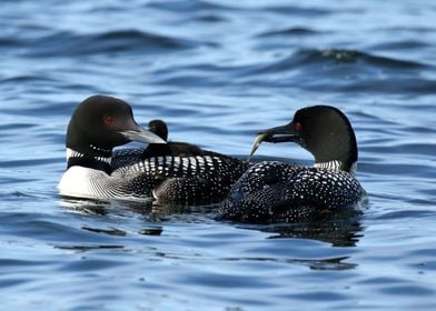 Loon lunch