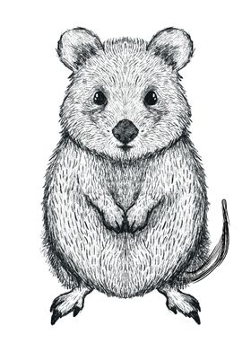 Australian Quokka