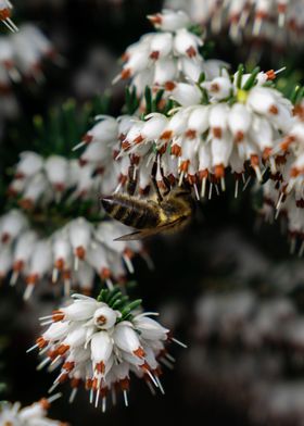 Bee on flower upsidedown