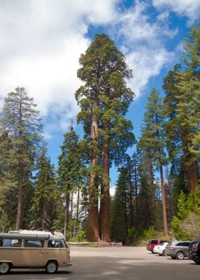 Sequoia