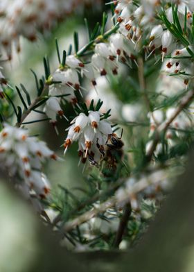 Honey Bee on flower