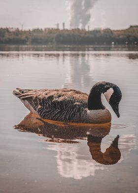 Duck in water