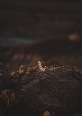 Daisy on a rock