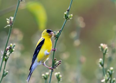 American Goldenfinch