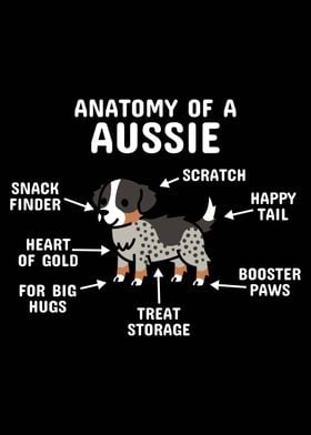 Anatomy Aussie Dog