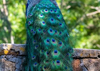 Peacocks flowing tail