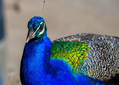 Peacock at the Zoo