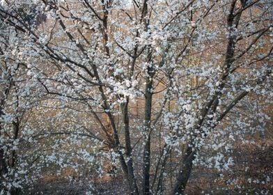 White flowers almond tree