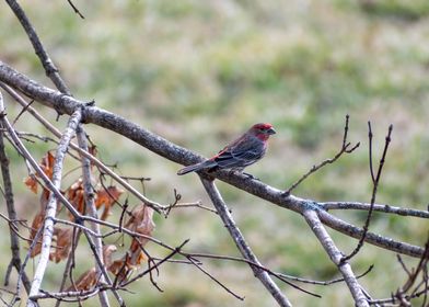 Common Housefinch