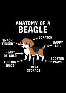 Anatomy Of A Beagle  