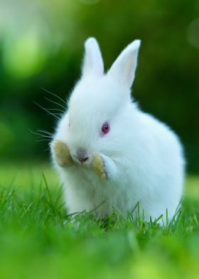 Rabbit  Animal Cute