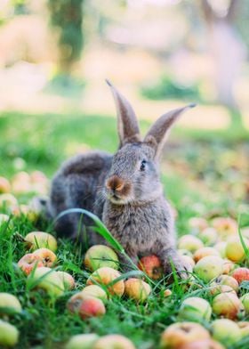 Rabbit  Animal Cute